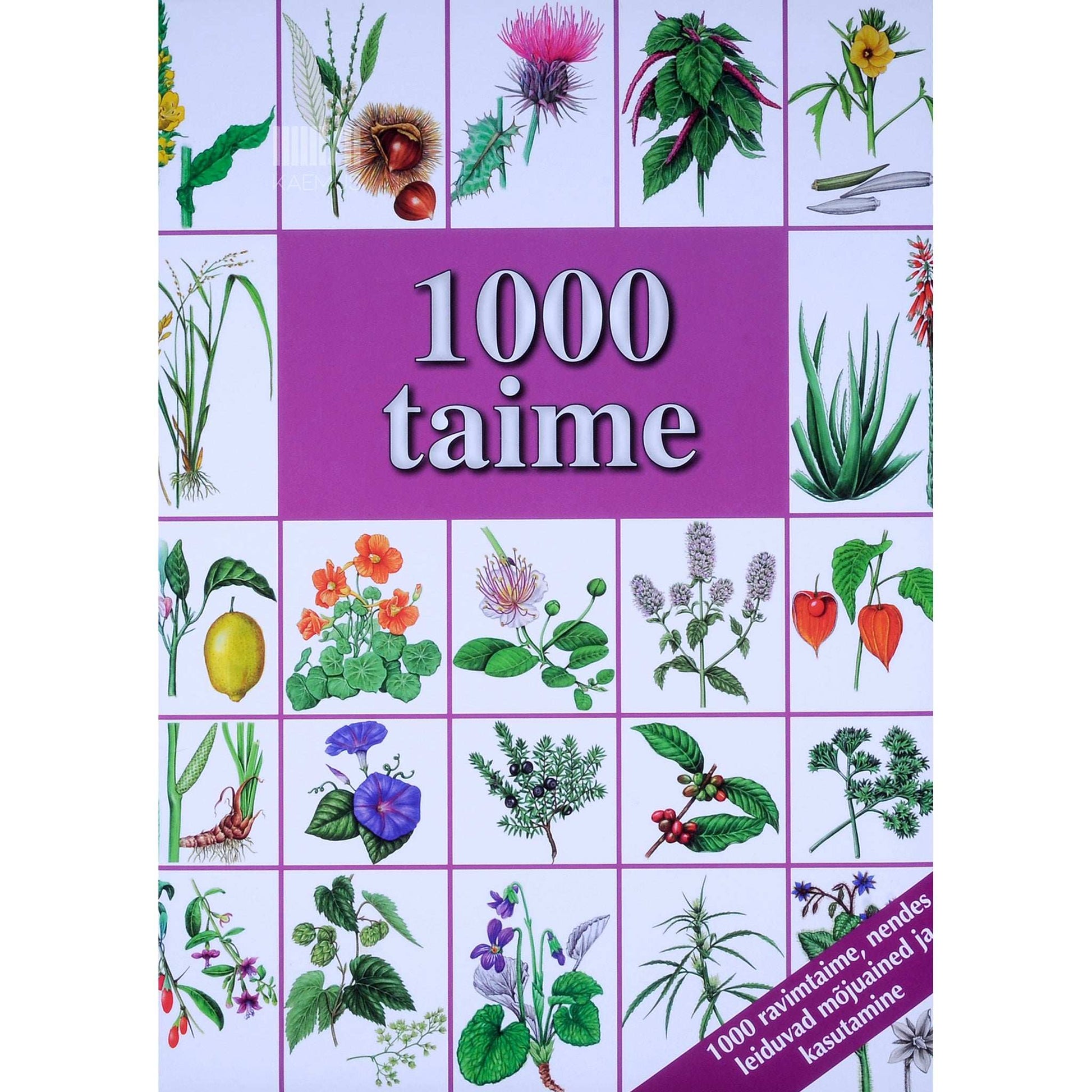 Hans W. Kothe - 1000 taime