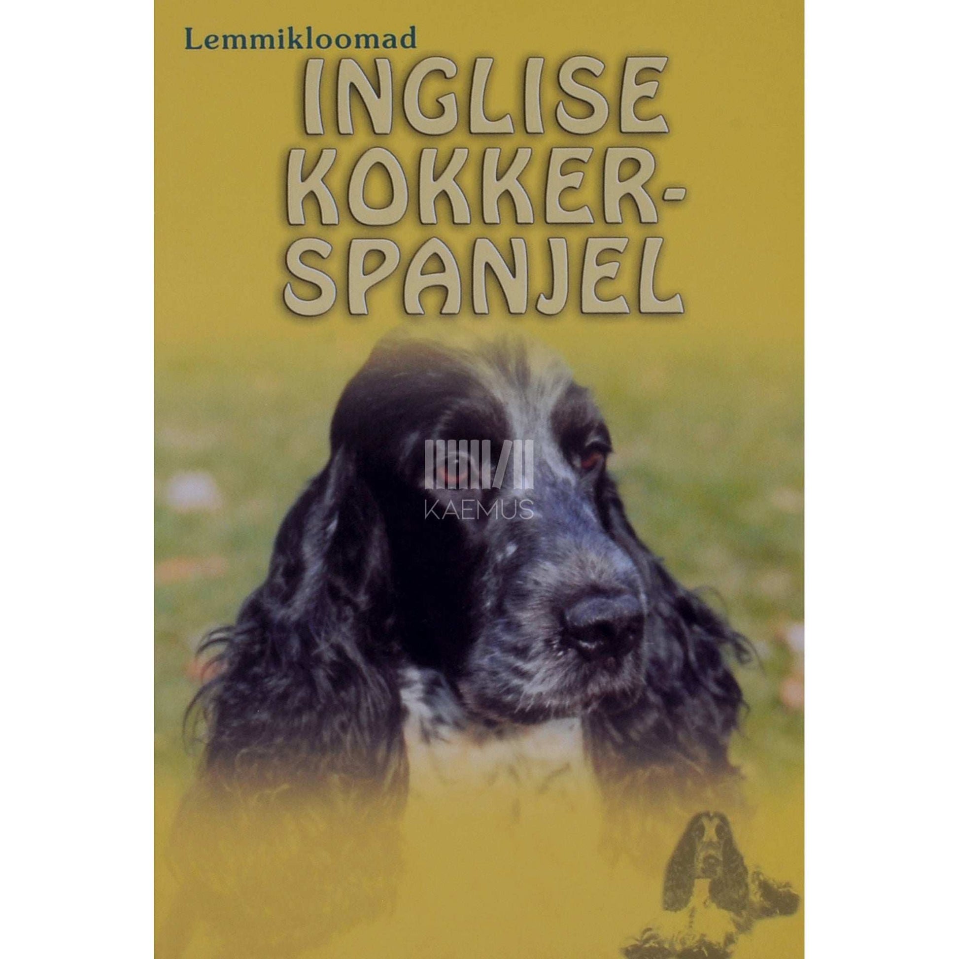 ... - Inglise kokkerspanjel