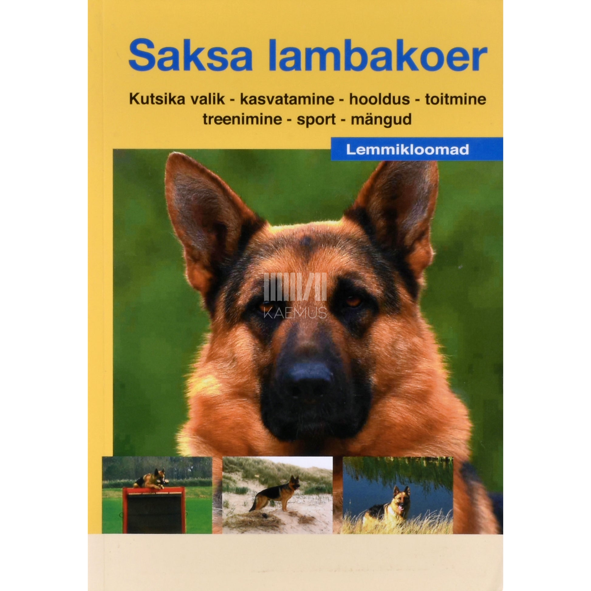 Saksa lambakoer