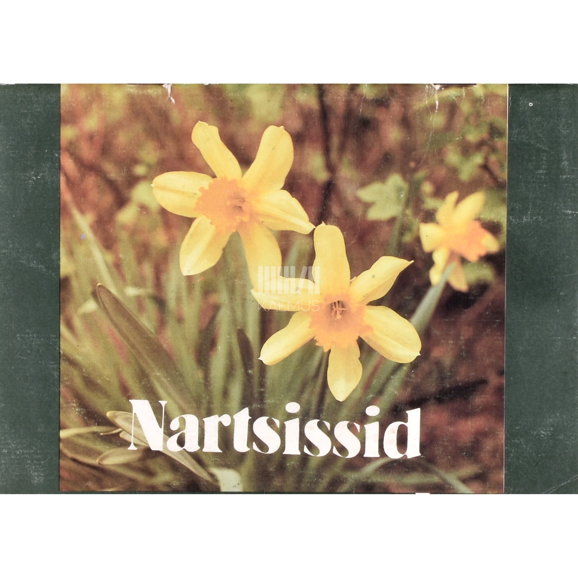 Aino Toomel. Nartsissid